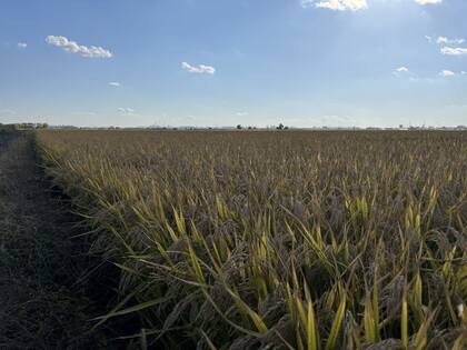 El arroz y el maíz son cultivos claves en China
