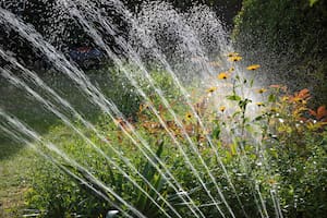 El arte de regar, cómo hacer para que no se mueran tus plantas por falta de agua.