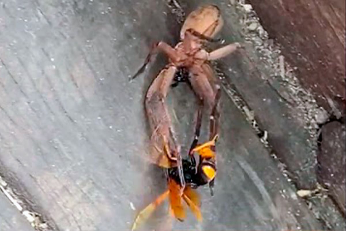 El artrópodo y el insecto se trabaron en un combate. Uno de ellos resultó ganador