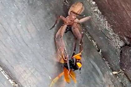 El artrópodo y el insecto se trabaron en un combate. Uno de ellos resultó ganador