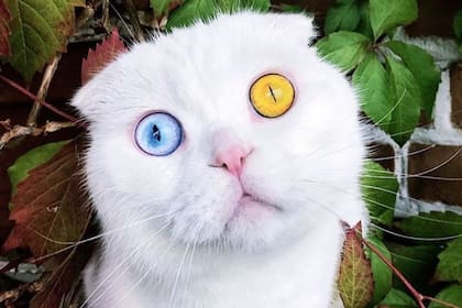 El asombroso felino fue adoptado por un joven ruso que no podía creer que el animal fuera real