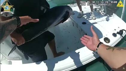 El asombroso rescate de un delfín que luchaba por su vida en las costas de Florida