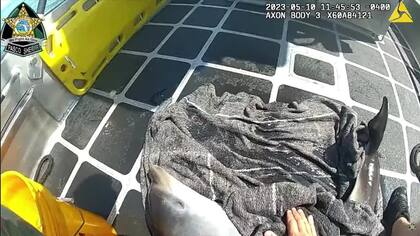 El asombroso rescate de un delfín que luchaba por su vida en las costas de Florida