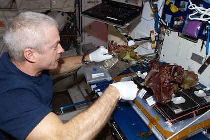 El astronauta Steve Swanson cultivando lechugas rojas a bordo de la Estación Espacial Internacional en junio de 2014.