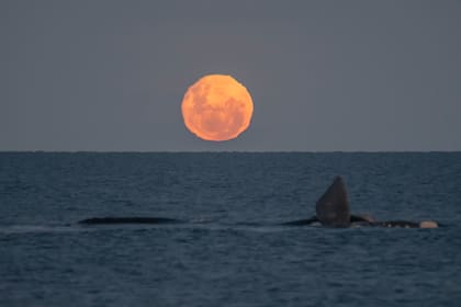 El astroturismo se encuentra en una etapa incipiente en el país (Foto: Gentileza Claudio Martínez)