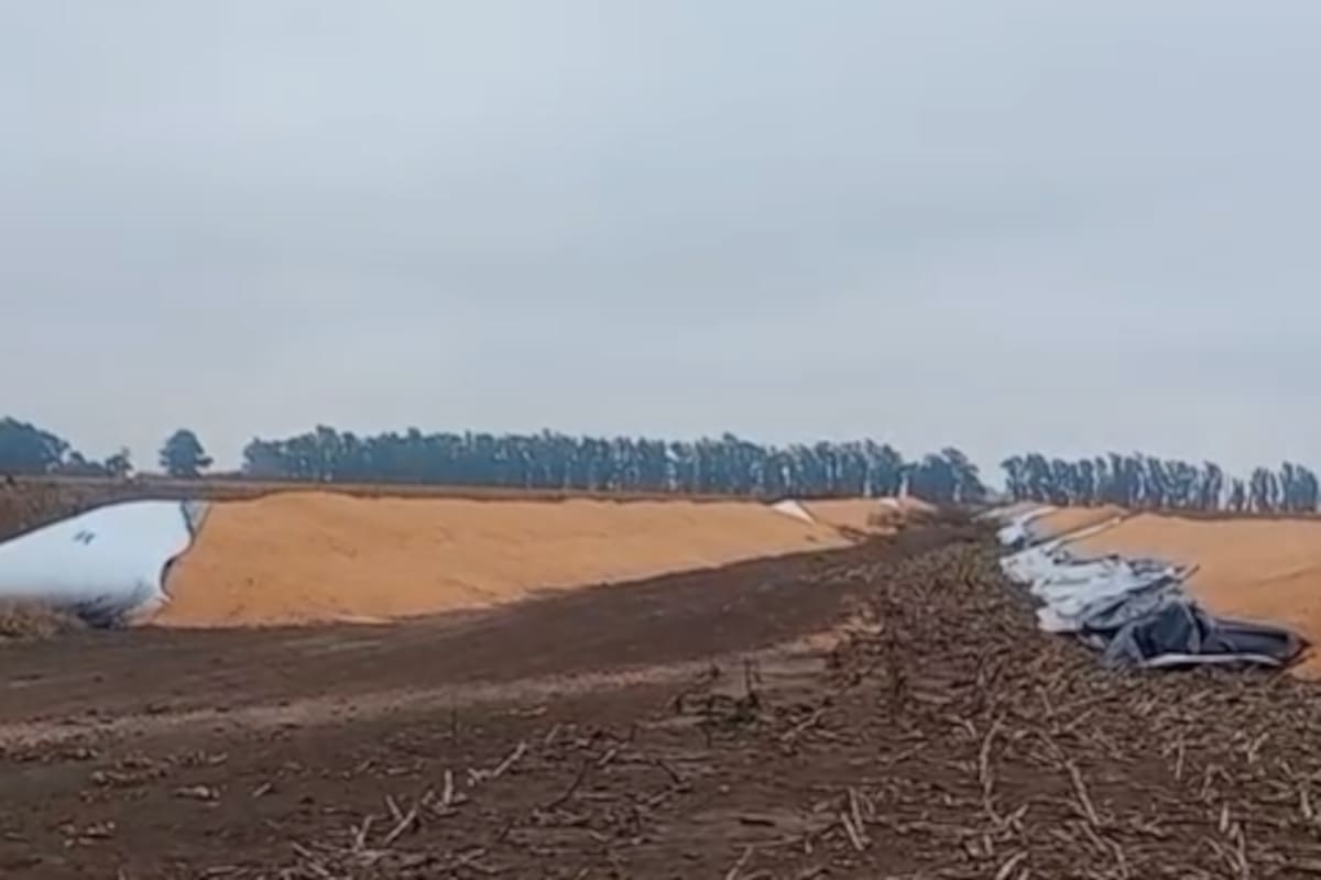 El ataque al campo fue sobre 12 silobolsas