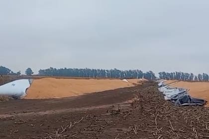 Atacaron un campo y rompieron 12 silobolsas con más de 2000 toneladas de granos