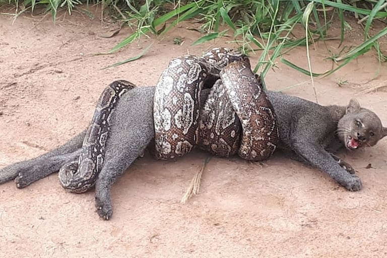 La boa aprieta a su presa hasta matarla