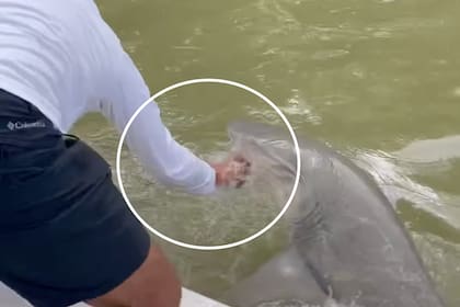 El ataque del tiburón en los Everglades de Florida se dio durante un día de pesca