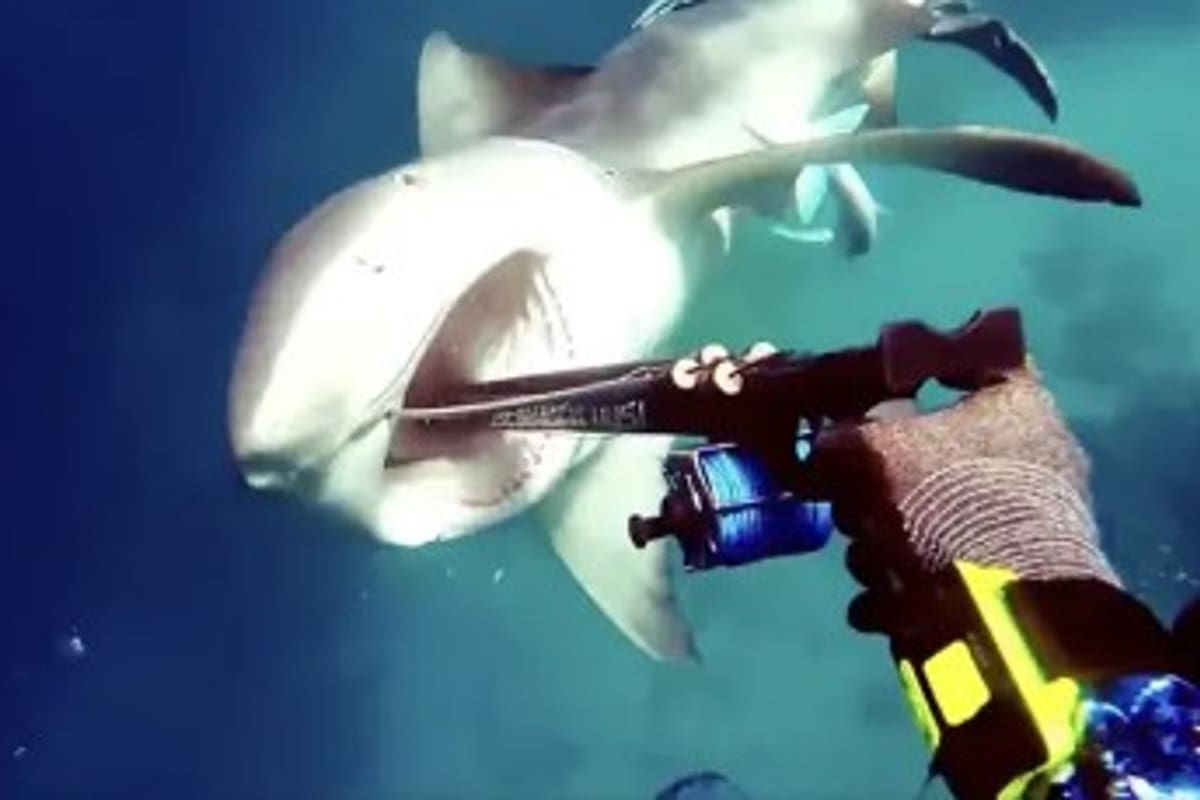 El ataque del tiburón quedó registrado en video