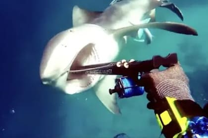 El ataque del tiburón quedó registrado en video