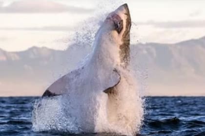 El ataque vertical es la técnica que un gran depredador como es el tiburón blanco utiliza para sorprender a sus presas