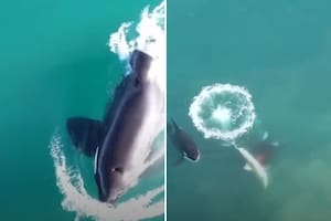 El ataque y emboscada de las orcas fue en Sudáfrica