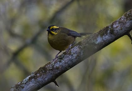 El Atlapetes citrinellus, una de las especies recuperadas