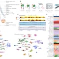 Crean un nuevo atlas del cuerpo humano que revela cómo se organiza el ADN en cada célula y abre pistas sobre distintas enfermedades
