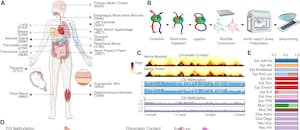 Crean un nuevo atlas del cuerpo humano que revela cómo se organiza el ADN en cada célula y abre pistas sobre distintas enfermedades