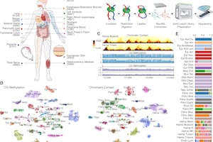 Crean un nuevo atlas del cuerpo humano que revela cómo se organiza el ADN en cada célula y abre pistas sobre distintas enfermedades