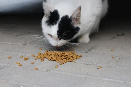 El atún puede tener efectos positivos si se utiliza como premio o complemento ocasional; los expertos recomiendan darle a los gatos alimento balanceado (Foto ilustrativa: PIXABAY)