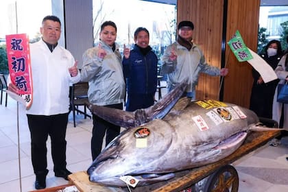 El atún rojo es el pescado más caro del mundo.