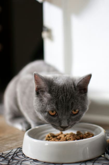 El atún se debe servir una vez cada tanto al gato