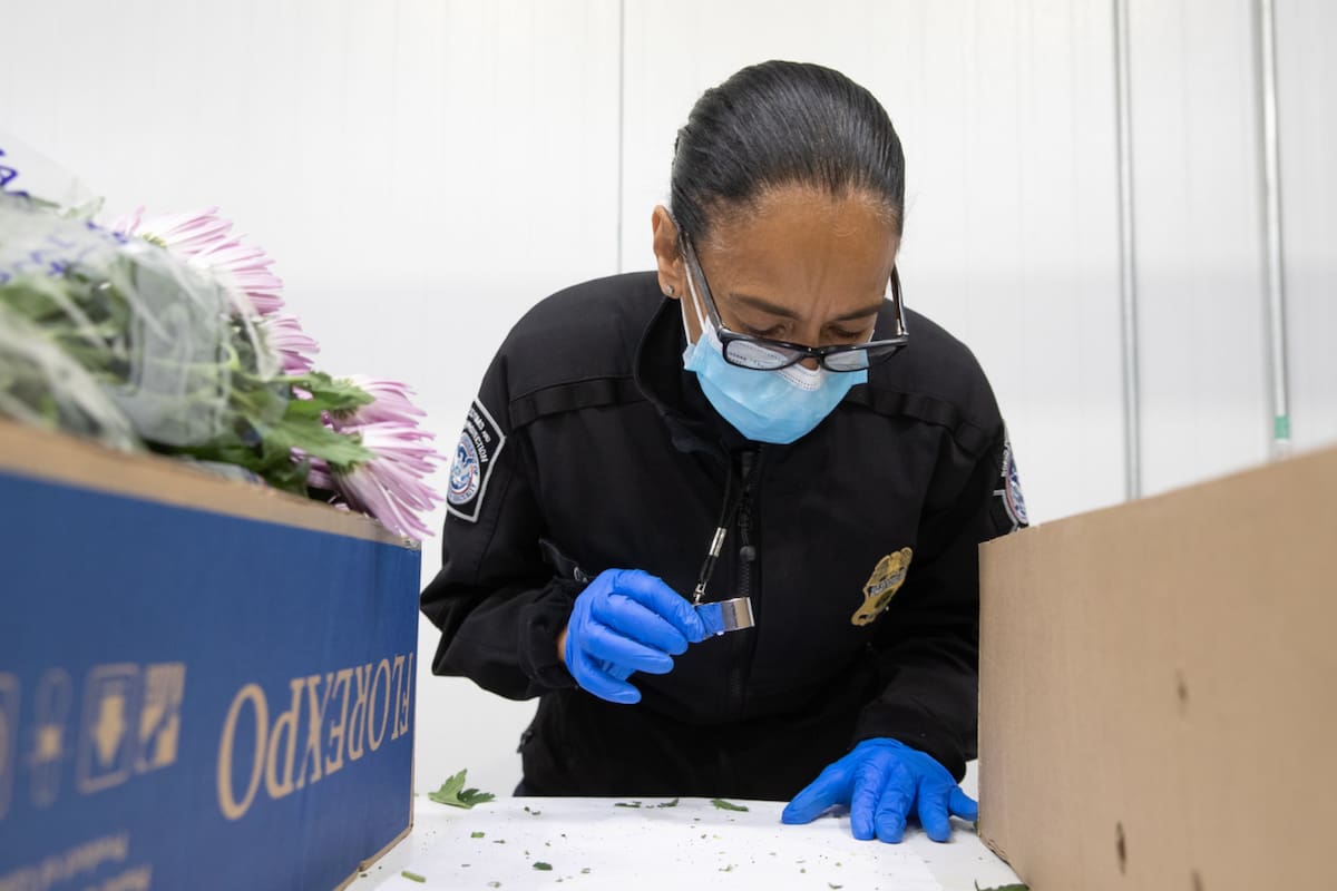 El aumento de controles responde a que los días previos al 14 de febrero concentran el mayor volumen anual de importaciones de flores