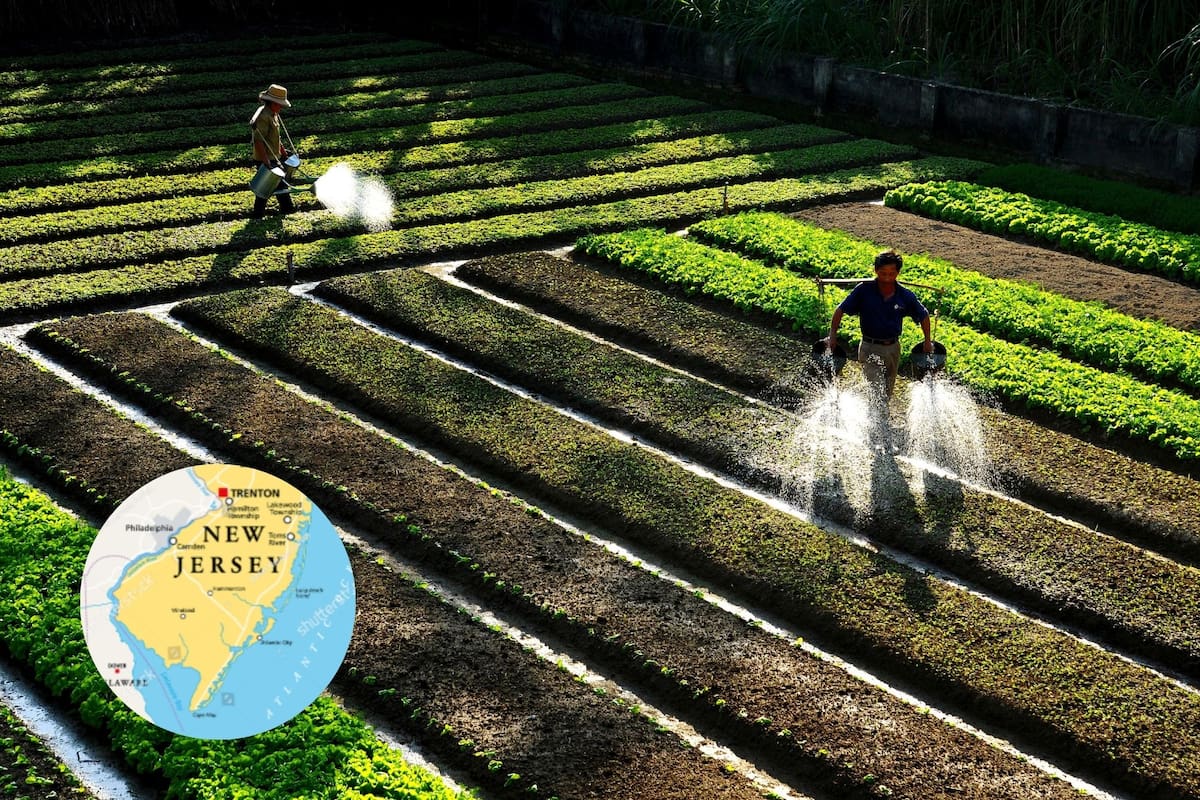 El aumento de la edad de los agricultores actuales y la falta de incentivo para que los jóvenes se dediquen a la agricultura preocupa a las autoridades. (Canva)