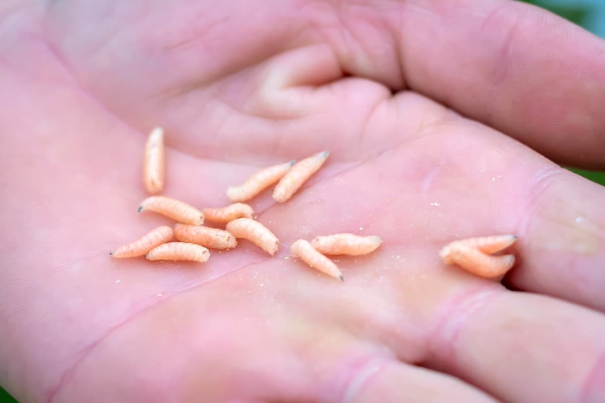 El aumento de la temperatura favorece la aparición de pequeños insectos y larvas en diferentes puntos de la cocina, como el cubo de basura, el fregadero o los rincones poco visibles de la despensa