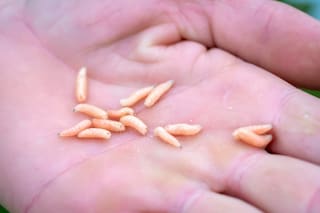 ¿Por qué aparecen gusanos blancos en la cocina? Sus causas, lugares comunes y cómo eliminarlos