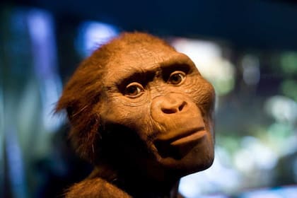 El Australopithecus afarensis, la especie de Lucy, cuyo esqueleto fue encontrado en 1974, fue uno de los tantos homínidos con los que se creyó haber hallado el eslabón perdido, el nexo entre los simios y los seres humanos