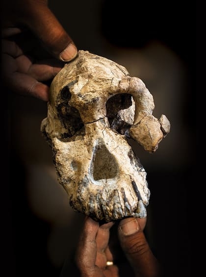 El Australopithecus anamensis es el miembro más antiguo conocido del género Australopithecus. Debido al raro estado casi completo del cráneo, los investigadores identificaron características faciales nunca antes vistas en la especie.