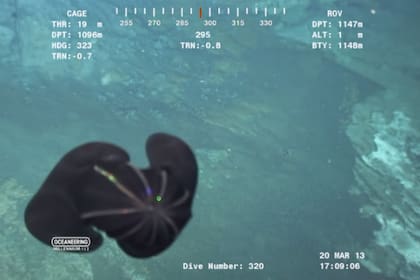 El autor del video asegura que las imágenes no fueron alteradas y son del 2013 Foto: Captura de video