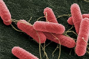 Una molécula innovadora podría disminuir la carga de una bacteria que genera una enfermedad que afecta especialmente a niños