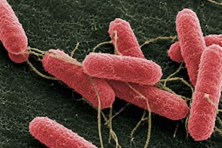 Una molécula innovadora podría disminuir la carga de una bacteria que genera una enfermedad que afecta especialmente a niños