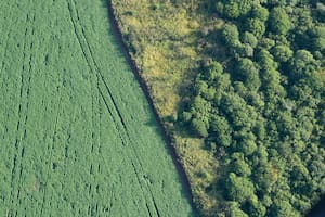 El avance de la frontera agropecuaria sobre los bosques nativos demanda un mayor cumplimiento de la ley de bosques que protege esos ecosistemas