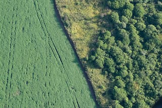 La biodiversidad mundial desaparece a un ritmo de entre el 2 y el 6% cada diez años