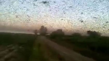 El avance de las langostas sobre la zona rural de Santiago del Estero