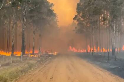 El avance del fuego en una plantación forestal en Virasoro, Corrientes. Captura de video de productores. Archivo