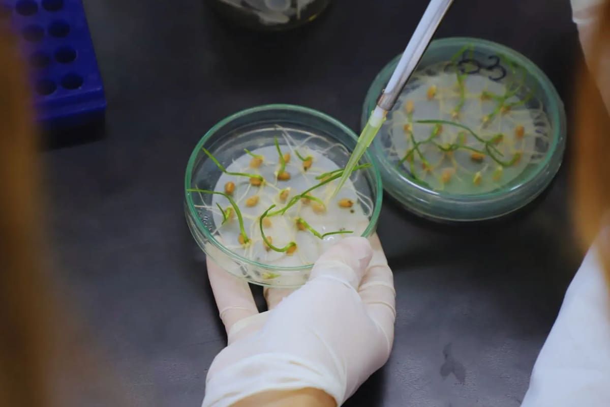 El avance se logró con biotecnología moderna