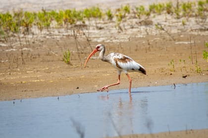 El ave australiana que sorprende a los científicos por su capacidad para comer sapos venenosos