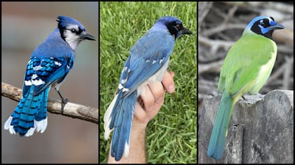 El ave es el resultado (figura del medio) de una cruza entre el arrendajo azul y verde