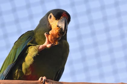 El ave es una insignia de la fauna autóctona (Foto: Aves Argentinas)