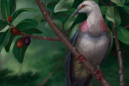 el ave fue hallada por ornitólogos estadounidenses en las islas de Tonga, donde habría habitado por unos 60.000 años