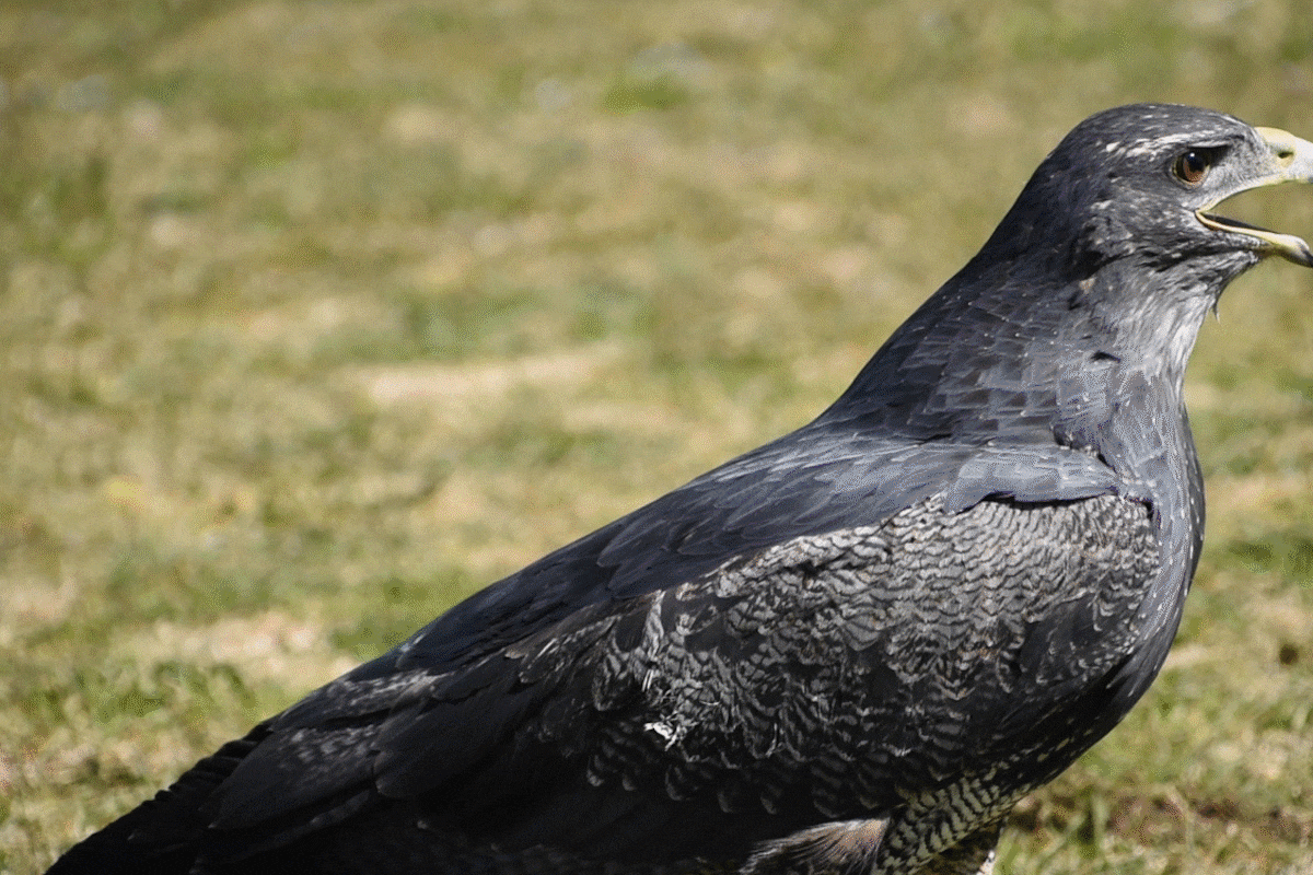 El ave fue víctima del mascotismo. Tras haber sido abandonada malherida, su recuperación estuvo a cargo de la Fundación Mundo Marino