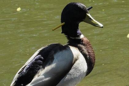 El ave había sido atacada probablemente por cazadores furtivos, que le dispararon con una ballesta en un río de la ciudad Checa de Pilsen