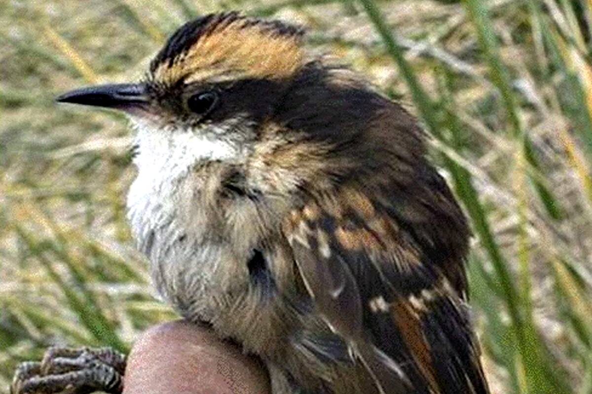 El ave que fue descubierta recientemente