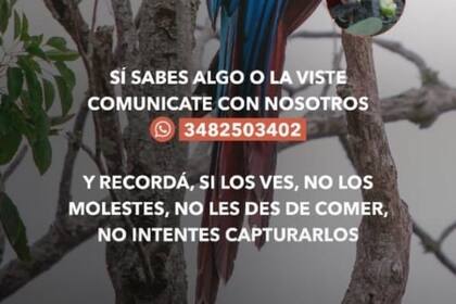 El ave se llama Tuco y desapareció hace una semana