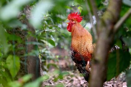 El ave, según el dueño, no fue retirada de su hogar para tener disciplinadas a las gallinas; Imagen: Ralf Meier/ BILD)