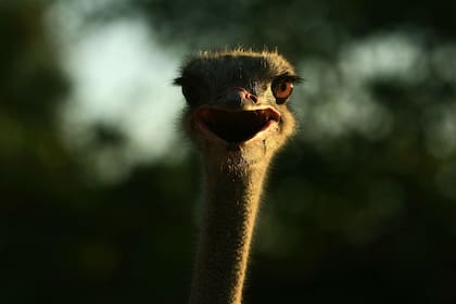 El avestruz, entre los animales exóticos sugeridos por el régimen