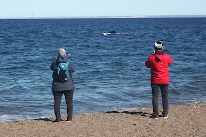 El avistaje de ballenas es uno de los mayores atractivos de Playa El Doradillo