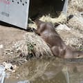 El animal salvaje que fue avistado en el Bronx y marca su regreso tras más de 100 años